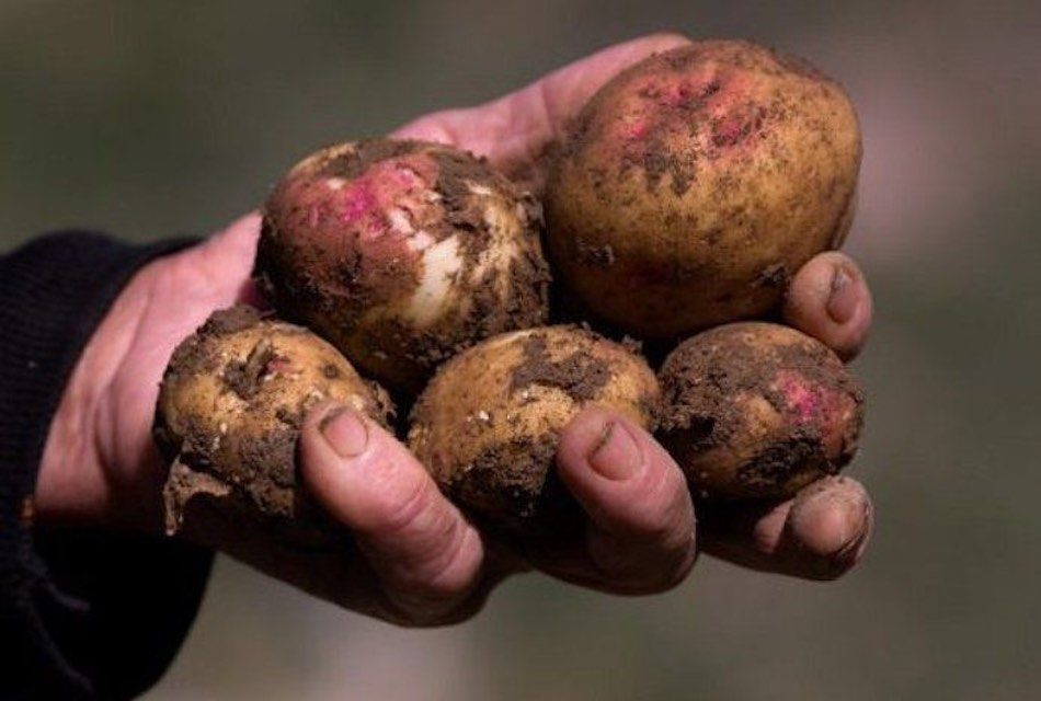 Imagen de Papas Antiguas de Canarias