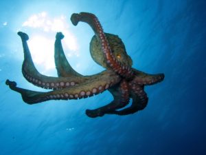 Imagen de Pulpo