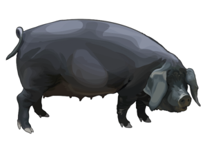 Imagen de Canary Black Pig