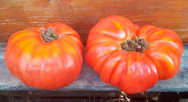 Imagen de Tomate Antiguo de Granadilla de Abona